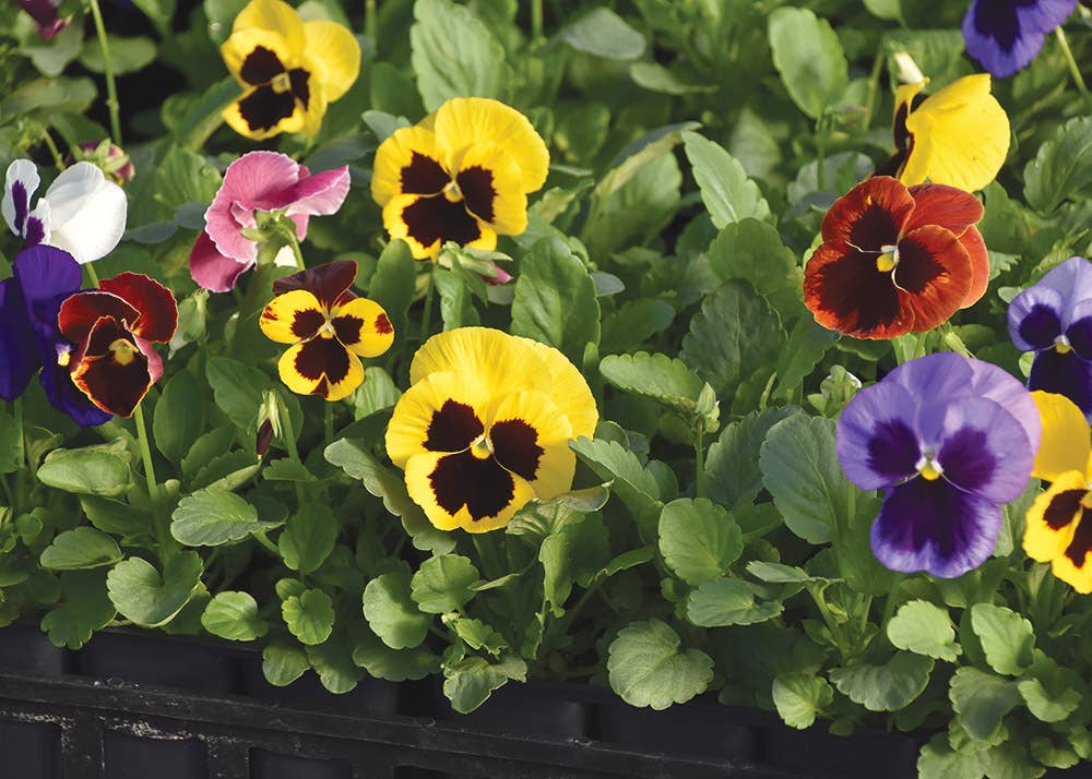 Thinking of You Garden in a Bag | Pansy Grow Kit