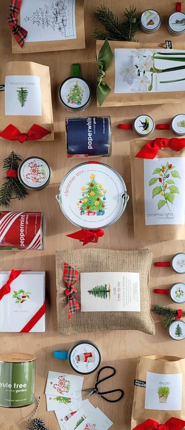 Scotch Pine Christmas Tree Grow Kit