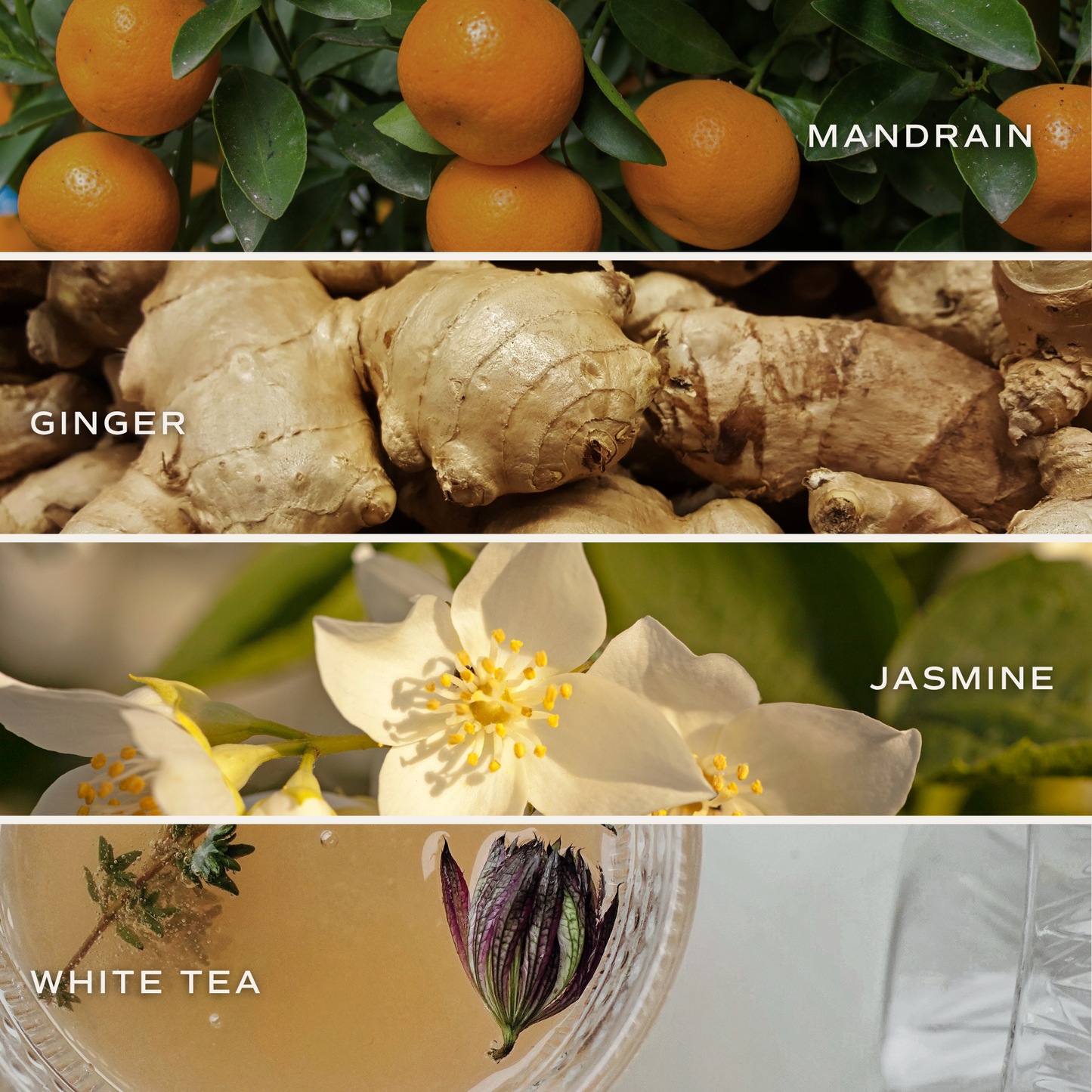 White Tea + Jasmine 4.6 oz Bath Bomb