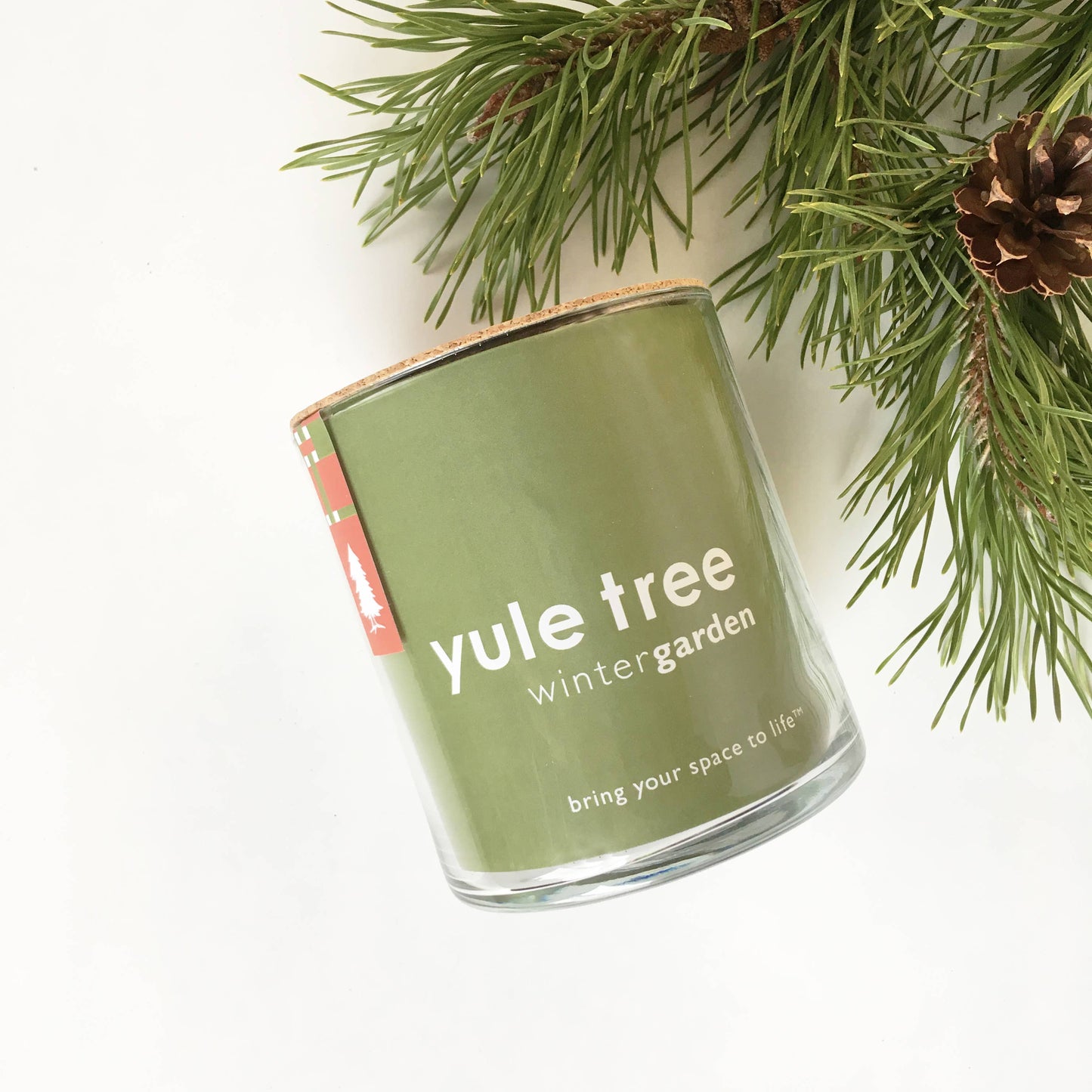 Christmas Tree Grow Kit
