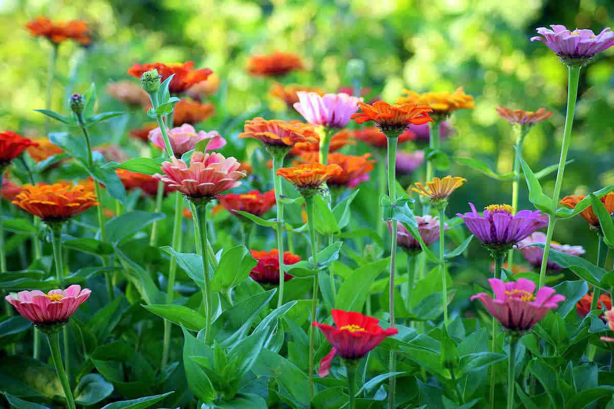 Cut + Come Again Zinnia Flower Garden Kit