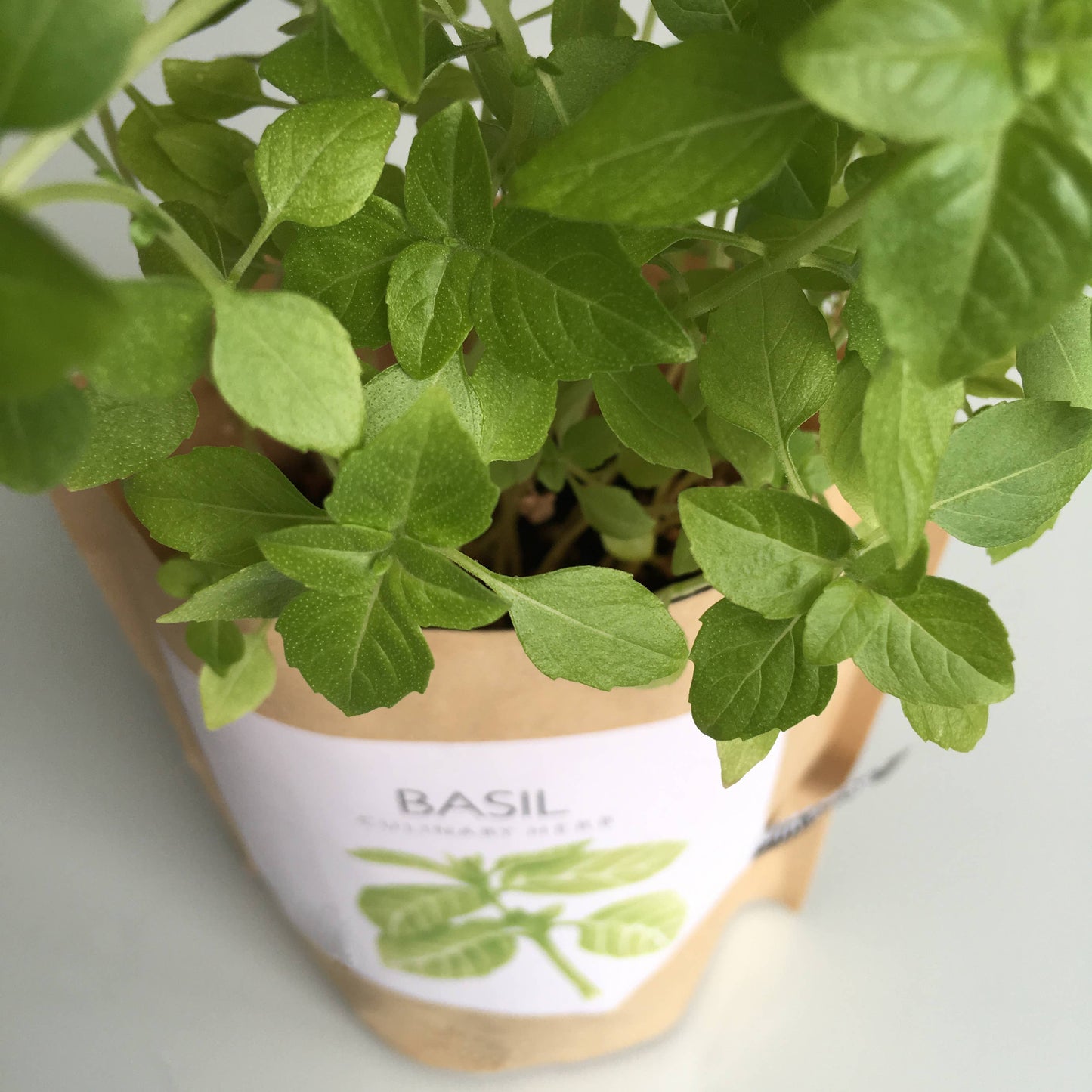 Basil Garden in a Bag | Organic Herb Grow Kit