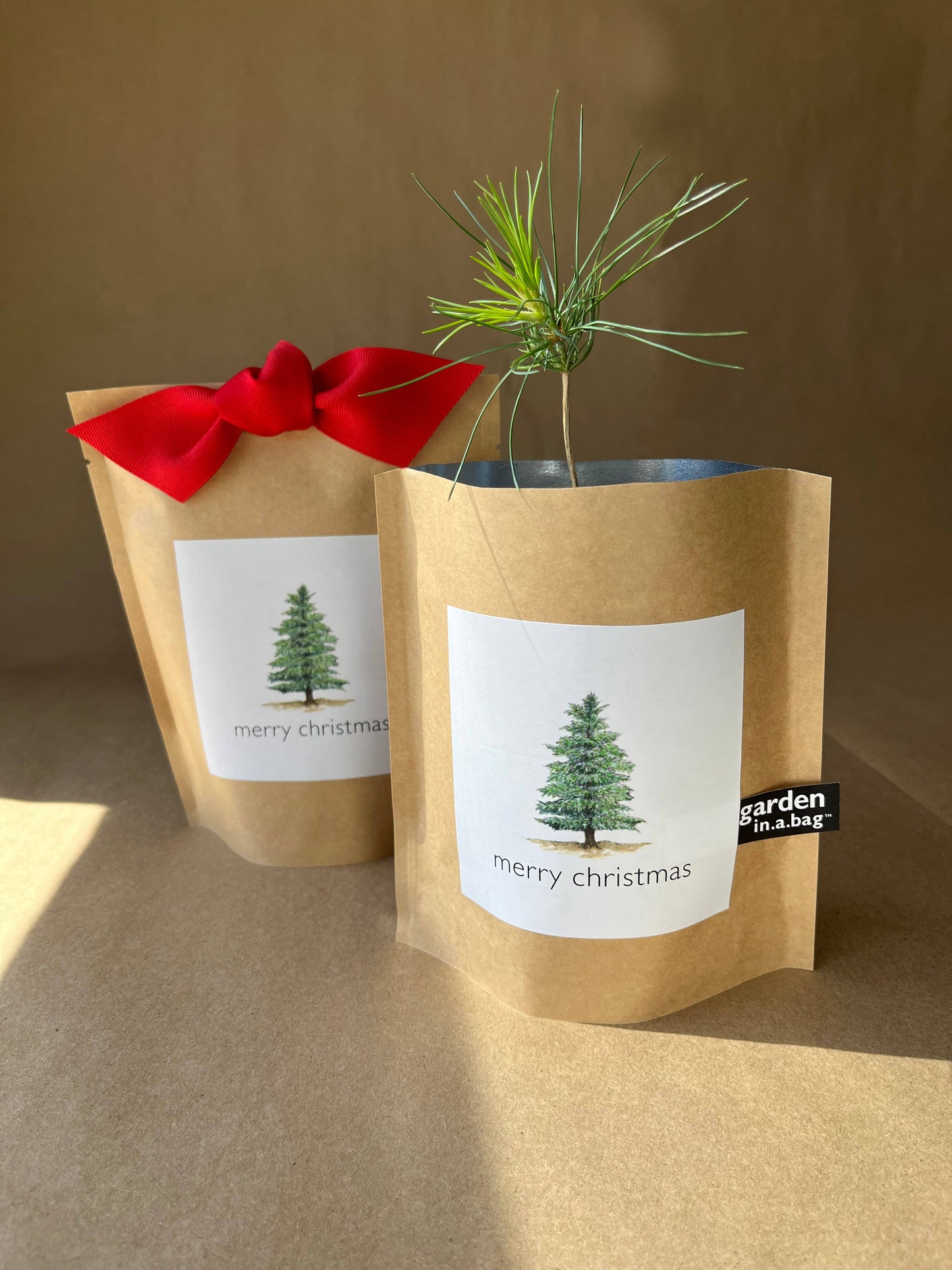 Scotch Pine Christmas Tree Grow Kit