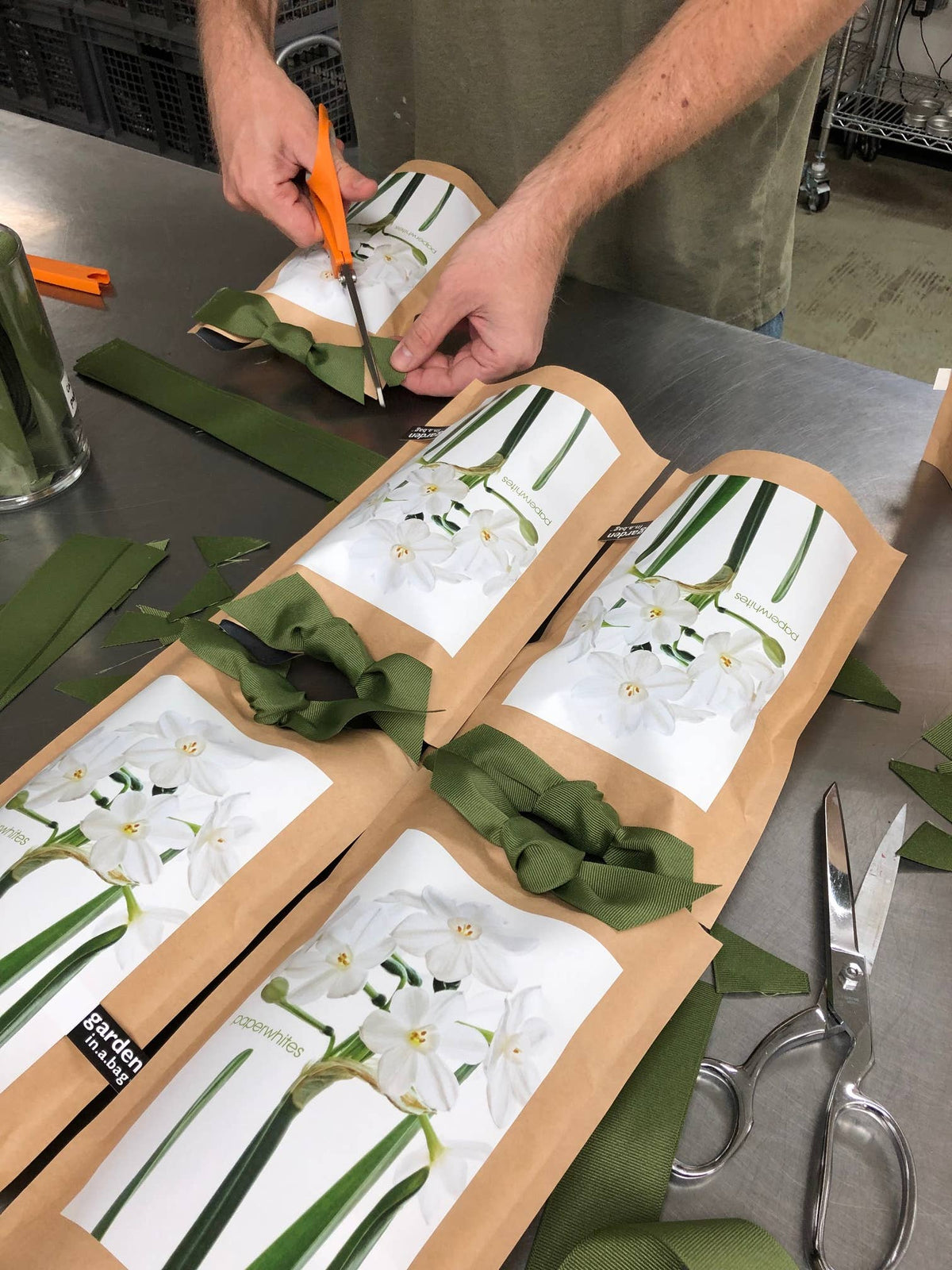 Garden in a Bag | Paperwhite