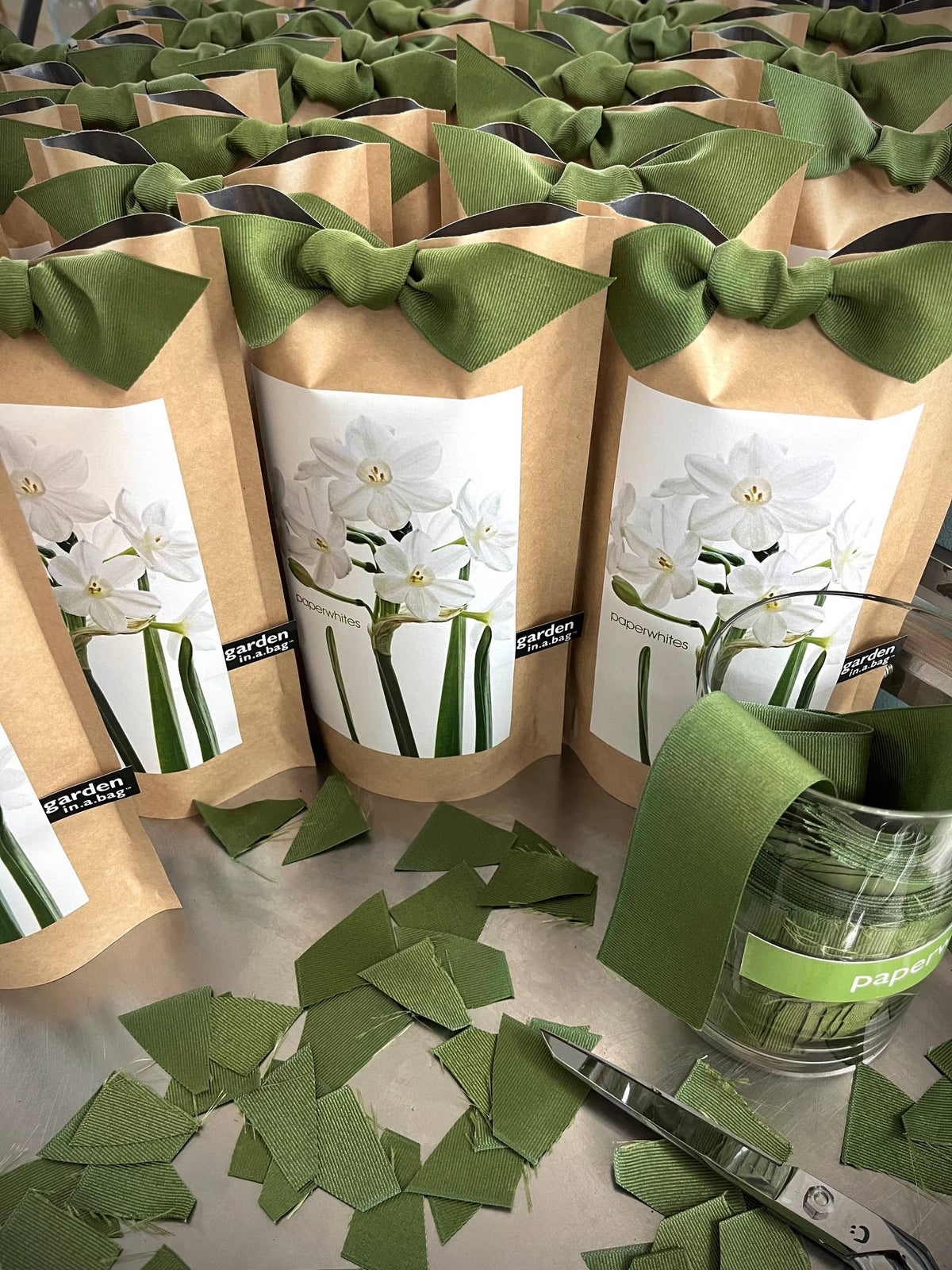 Garden in a Bag | Paperwhite