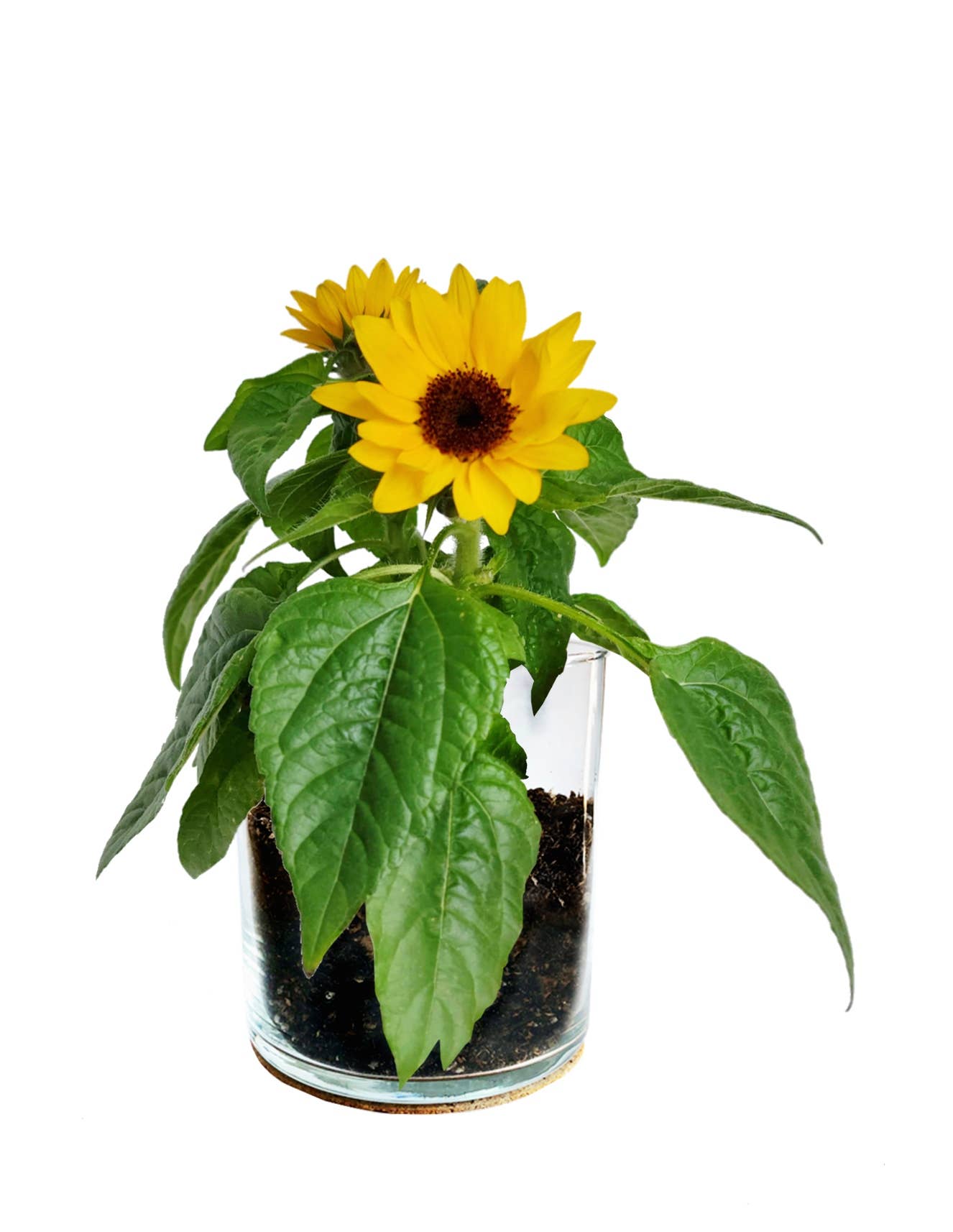 Best Seller | French Dwarf Sunflower Garden Kit