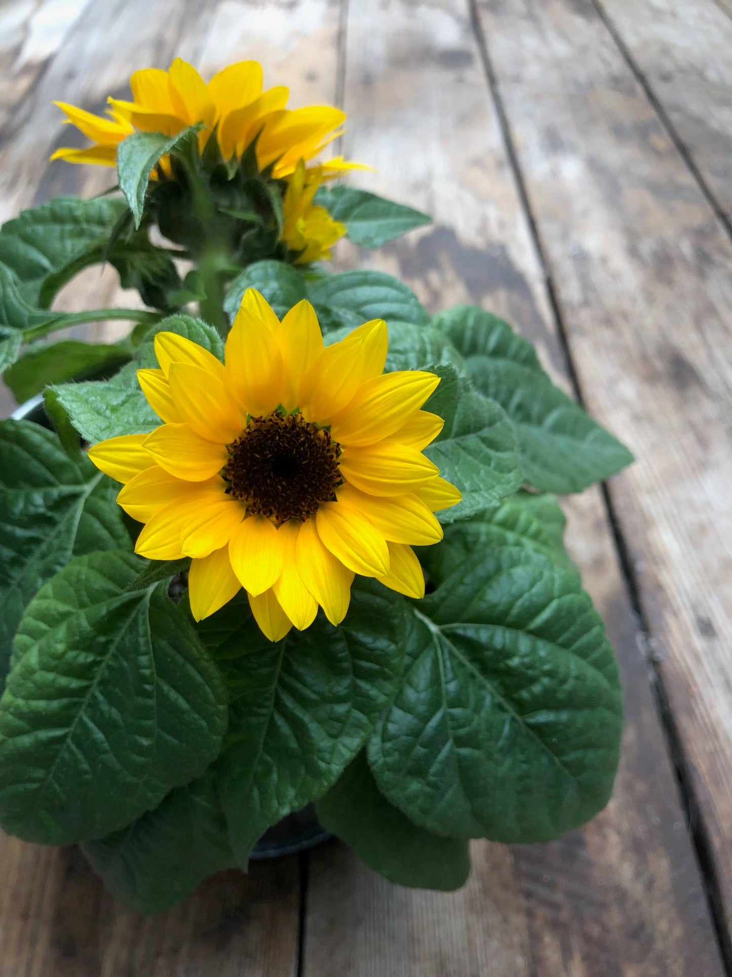 Best Seller | French Dwarf Sunflower Garden Kit