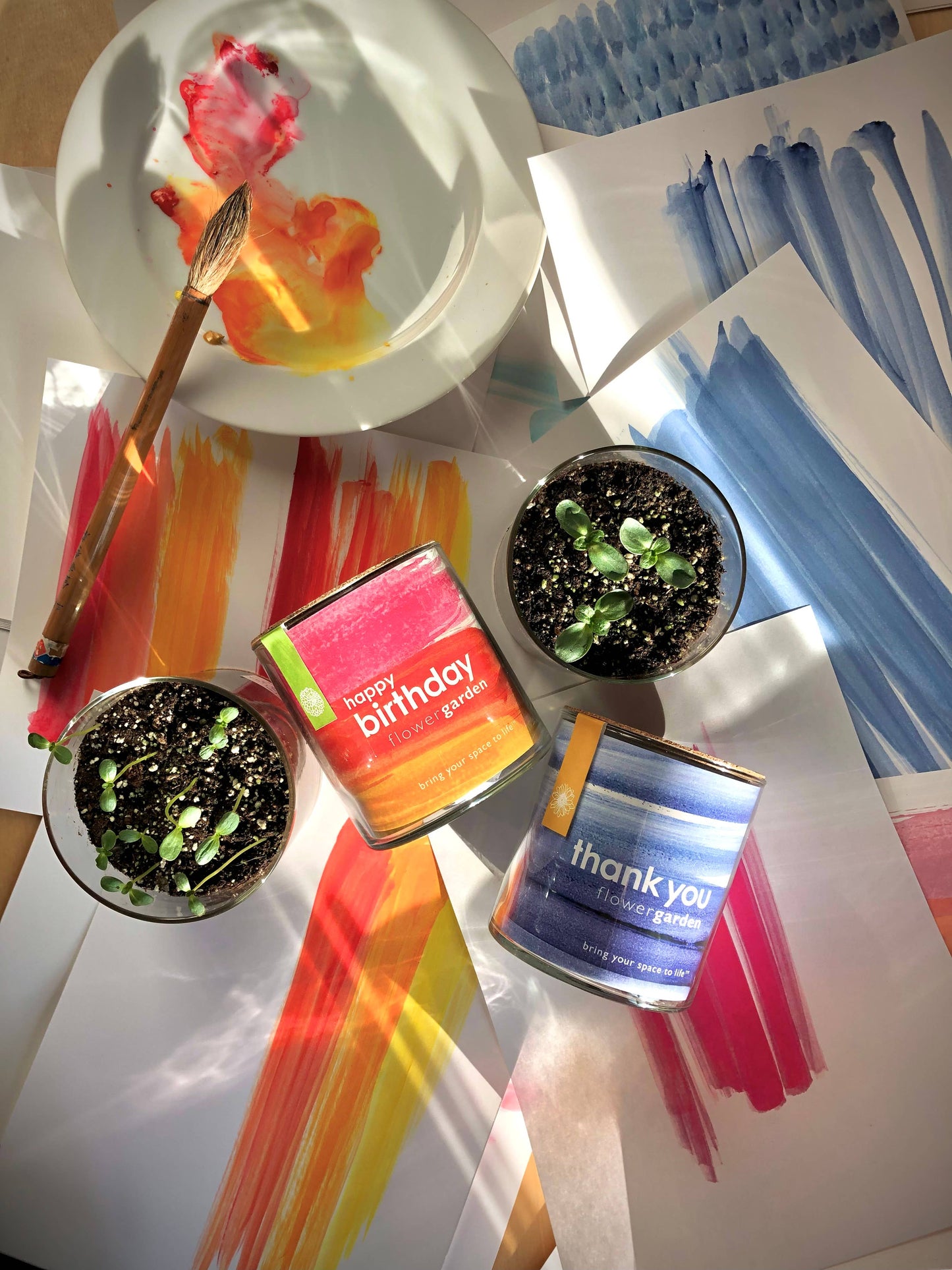 Happy Birthday Garden in a Bag | Viola Grow Kit