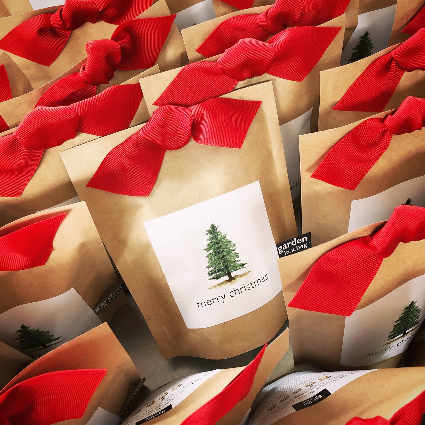 Scotch Pine Christmas Tree Grow Kit