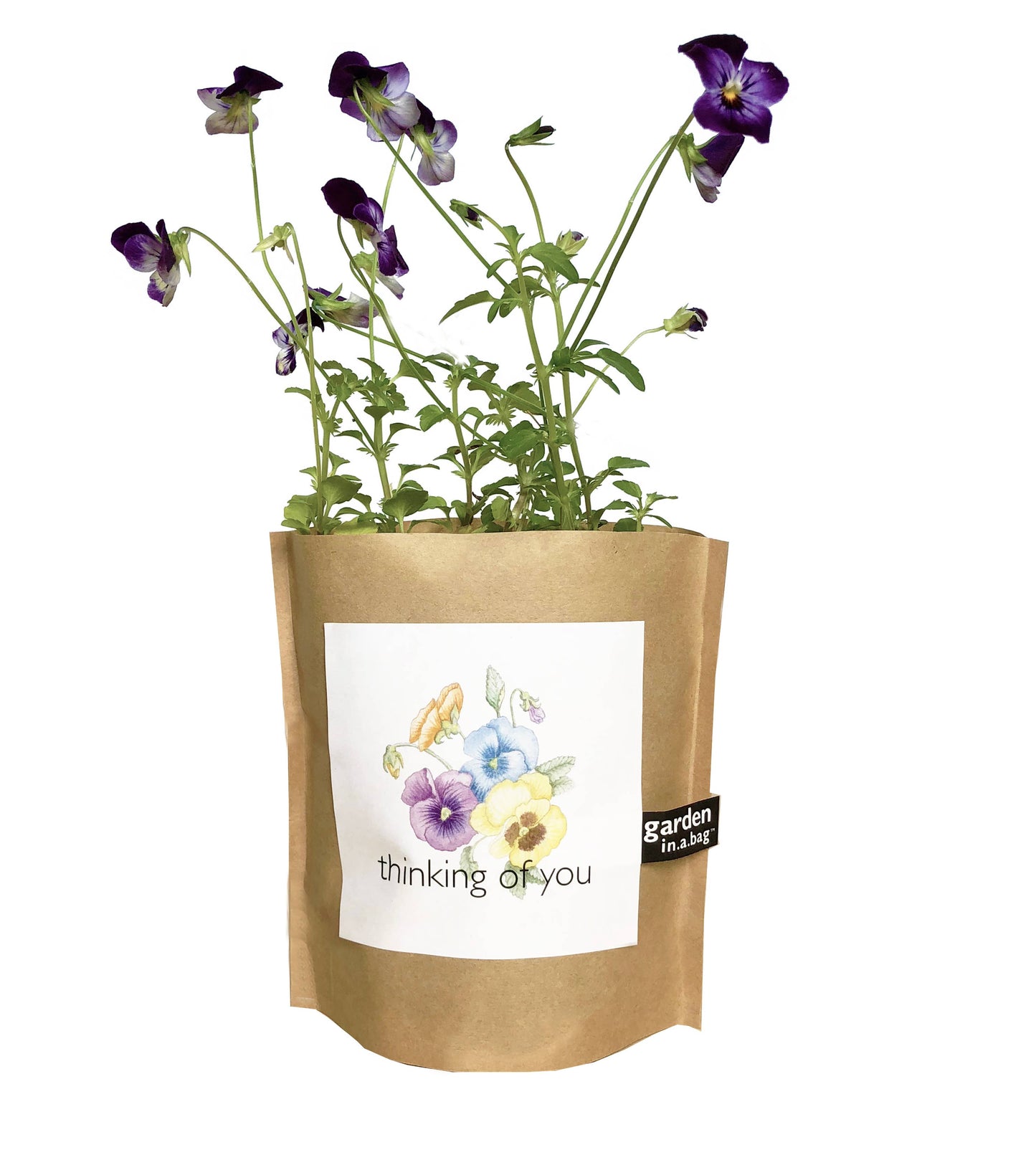 Potted plant with purple flowers in a brown bag labeled 'Garden in a Bag' on a white background