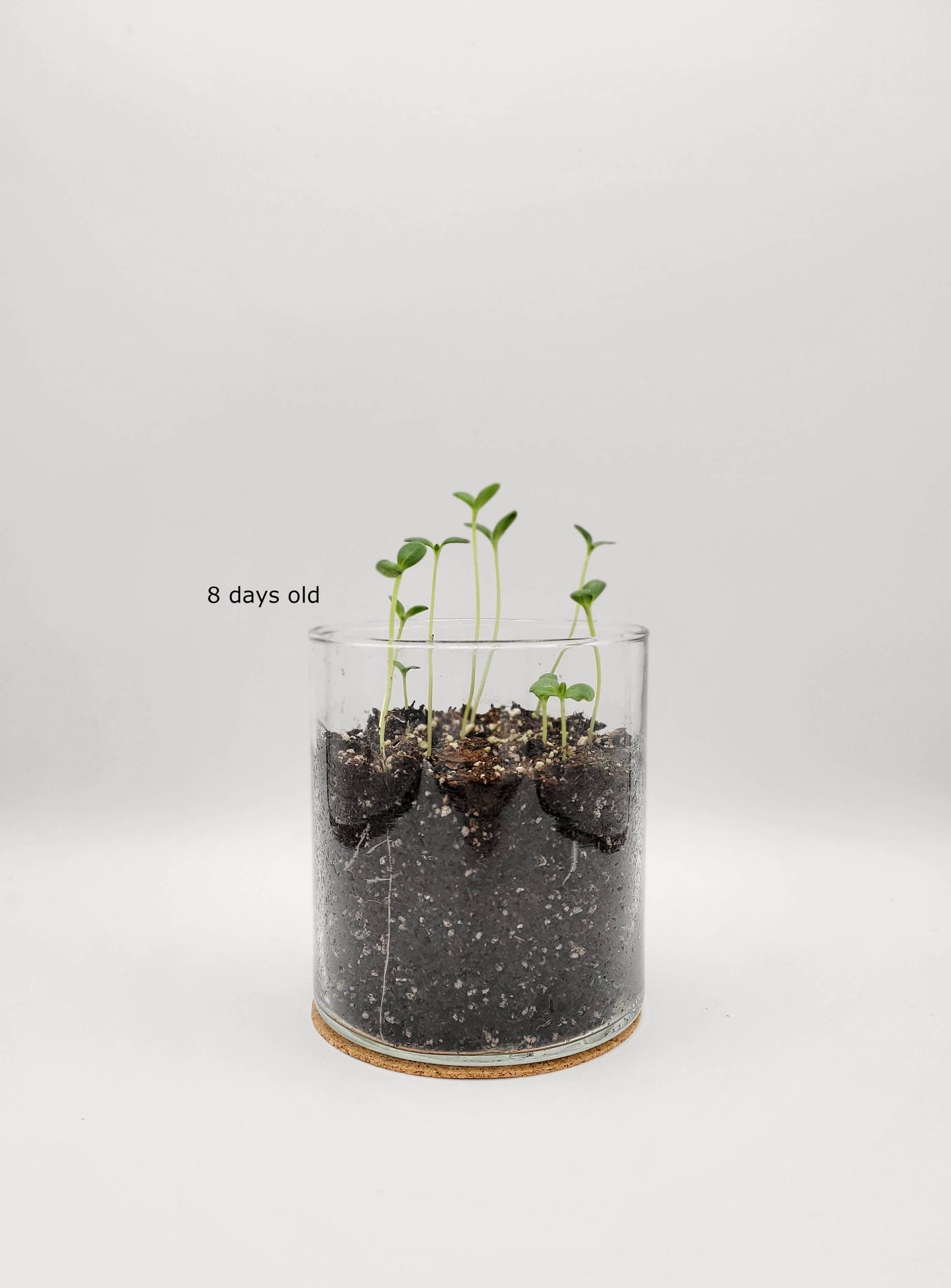 Dwarf Zinnia Garden Kit