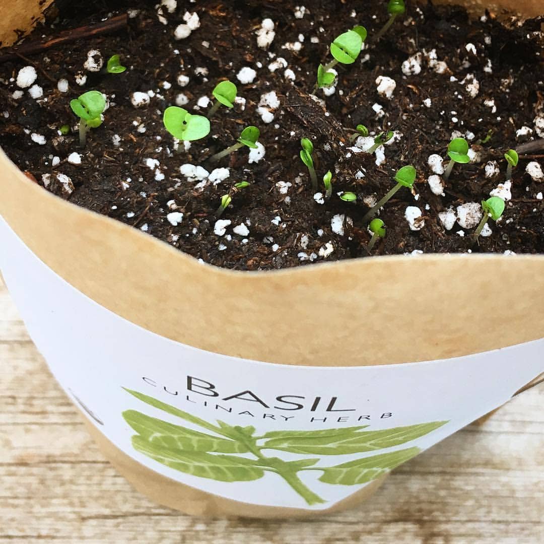 Basil Garden in a Bag | Organic Herb Grow Kit
