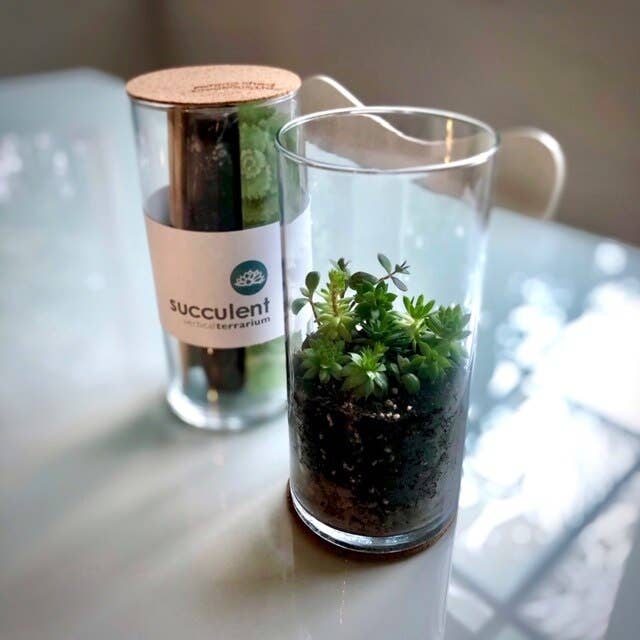 Victorian Succulent Garden Kit