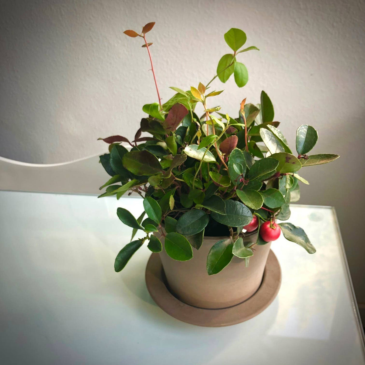 Garden Sprinkle Ornaments | Christmas Wintergreen