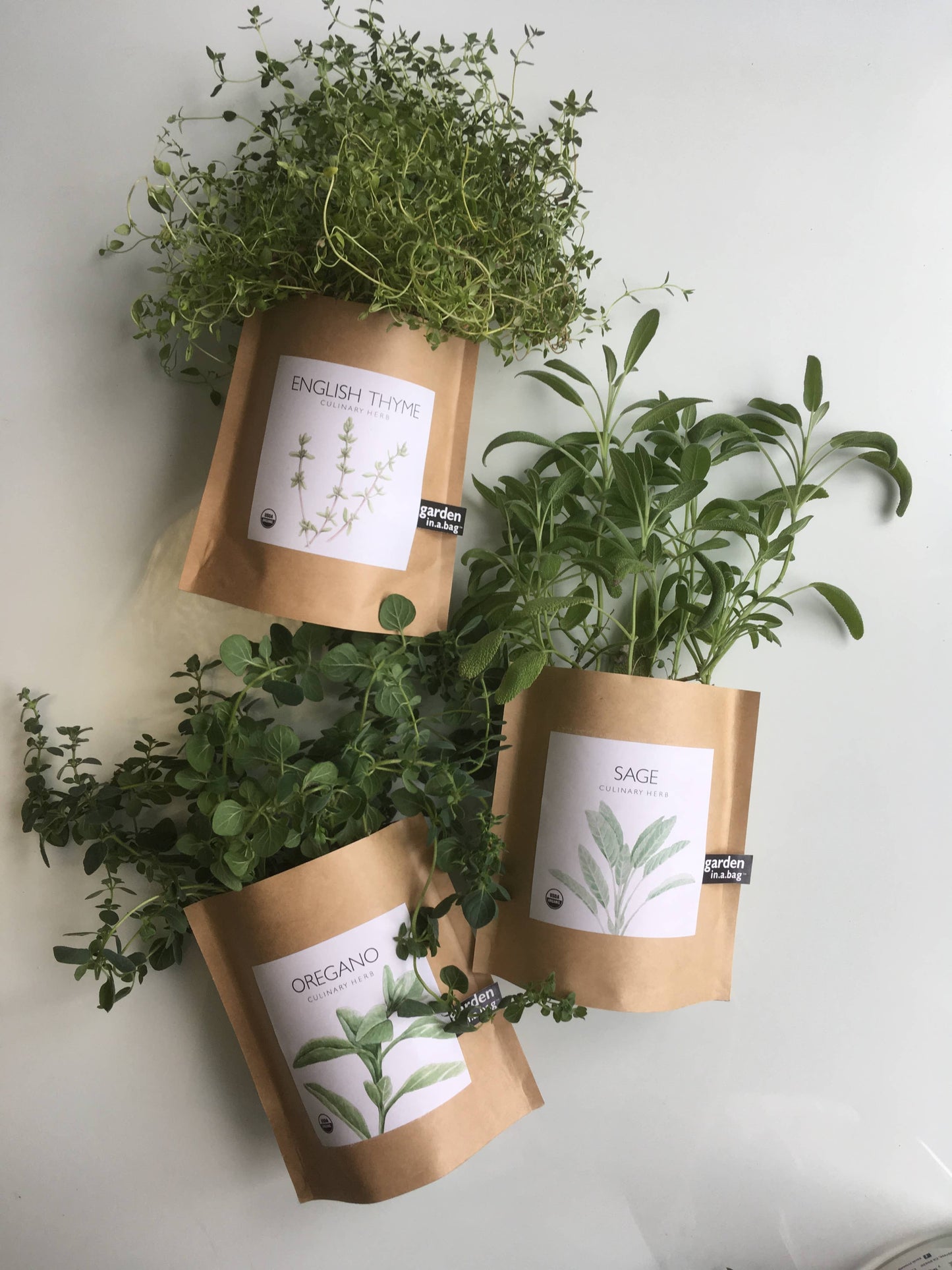 Italian Parsley Garden in a Bag | Organic Herb Grow Kit