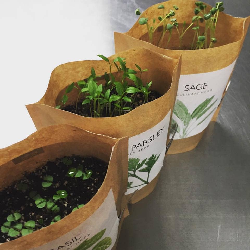 Italian Parsley Garden in a Bag | Organic Herb Grow Kit