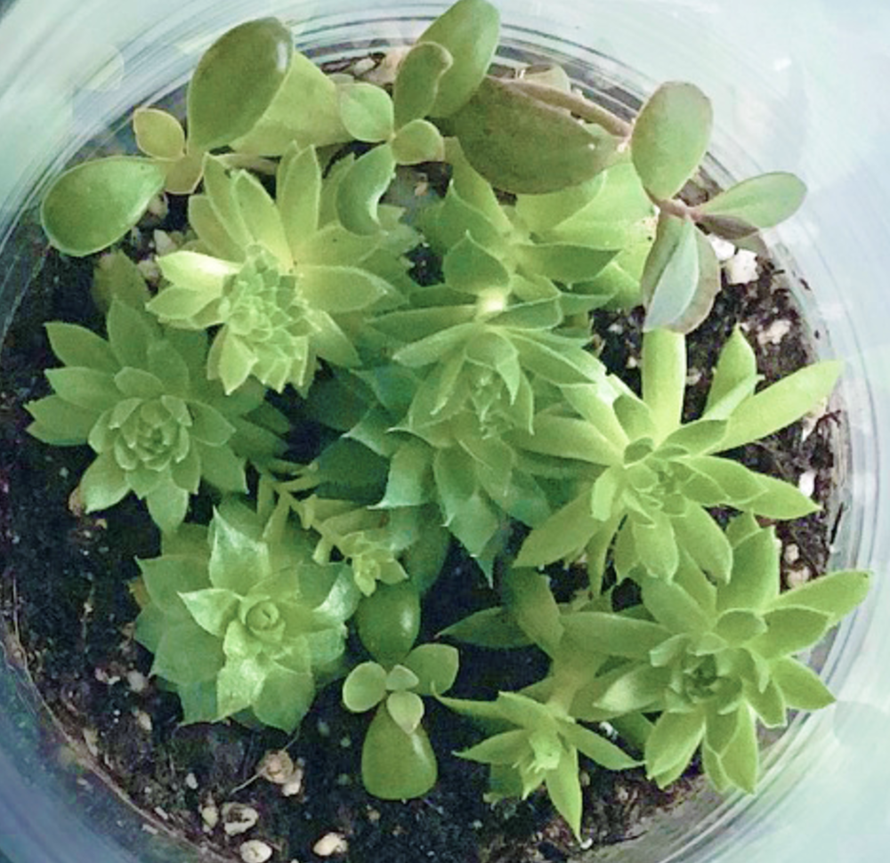 Victorian Succulent Garden Kit