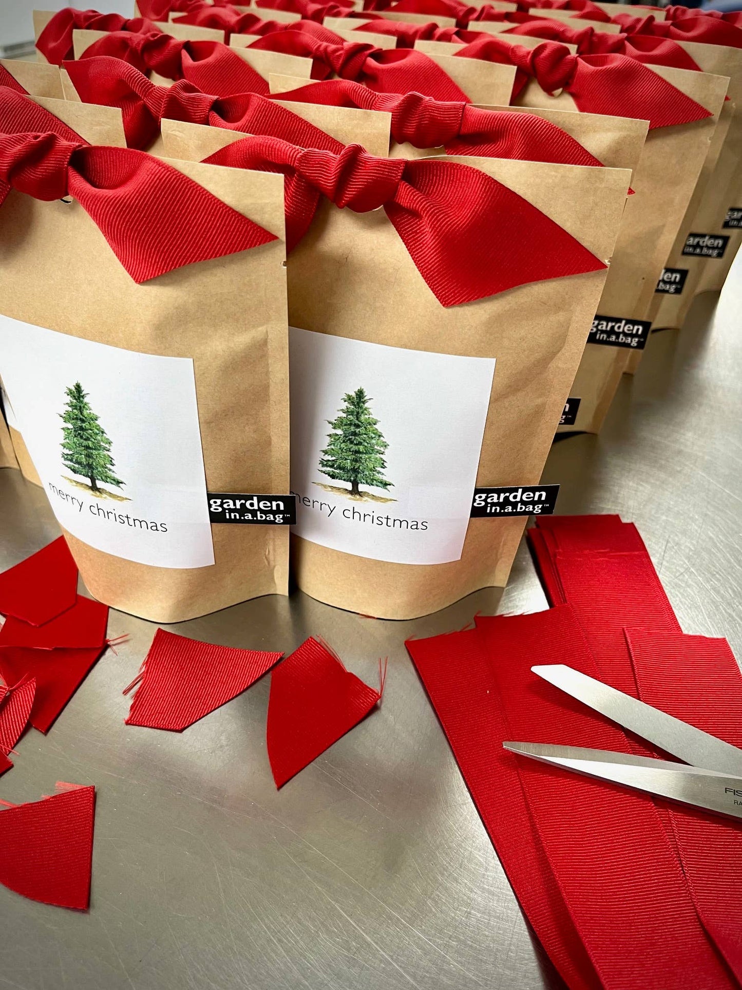Scotch Pine Christmas Tree Grow Kit