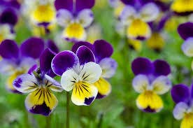 Happy Birthday Garden in a Bag | Viola Grow Kit