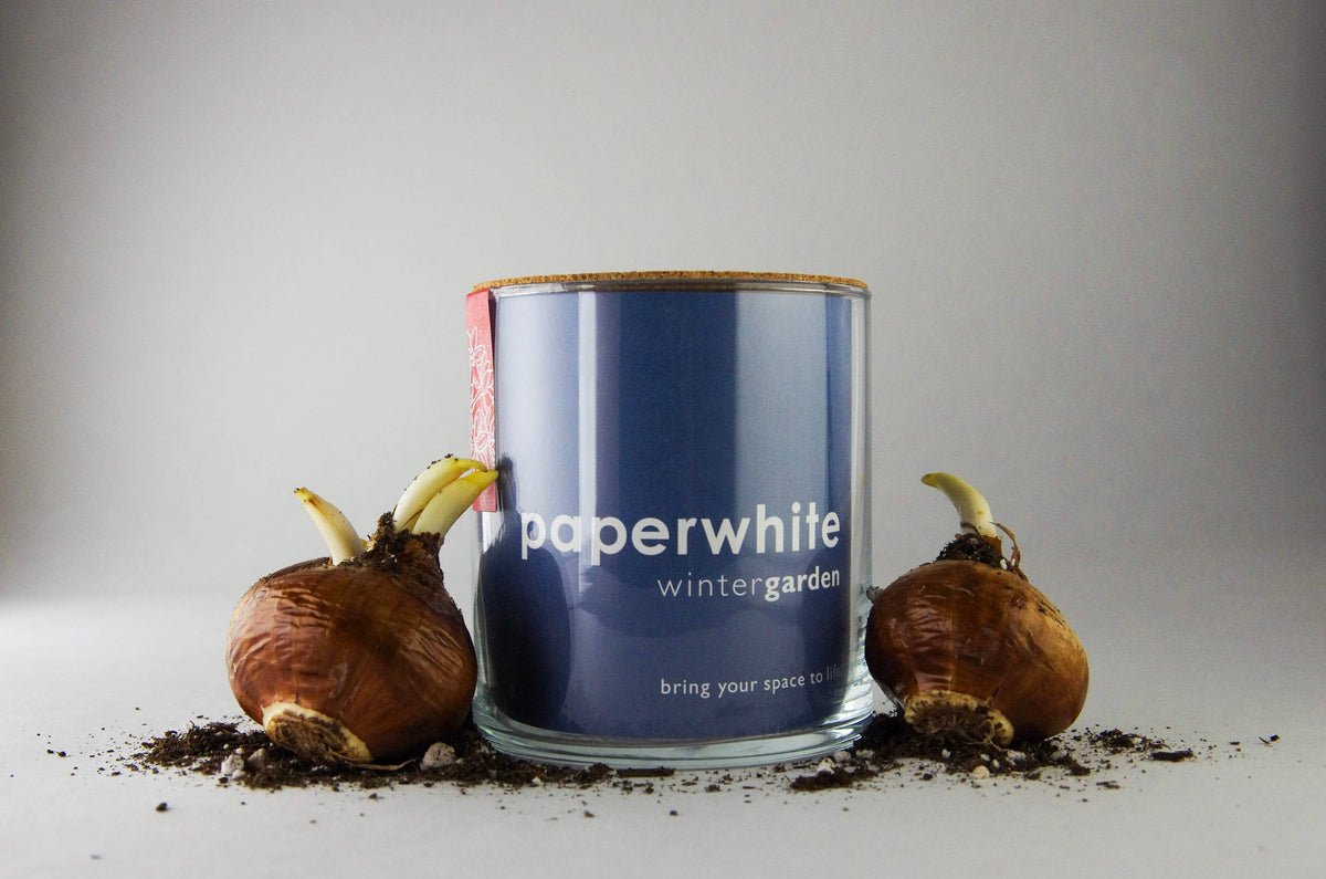 Paperwhite Wintergarden