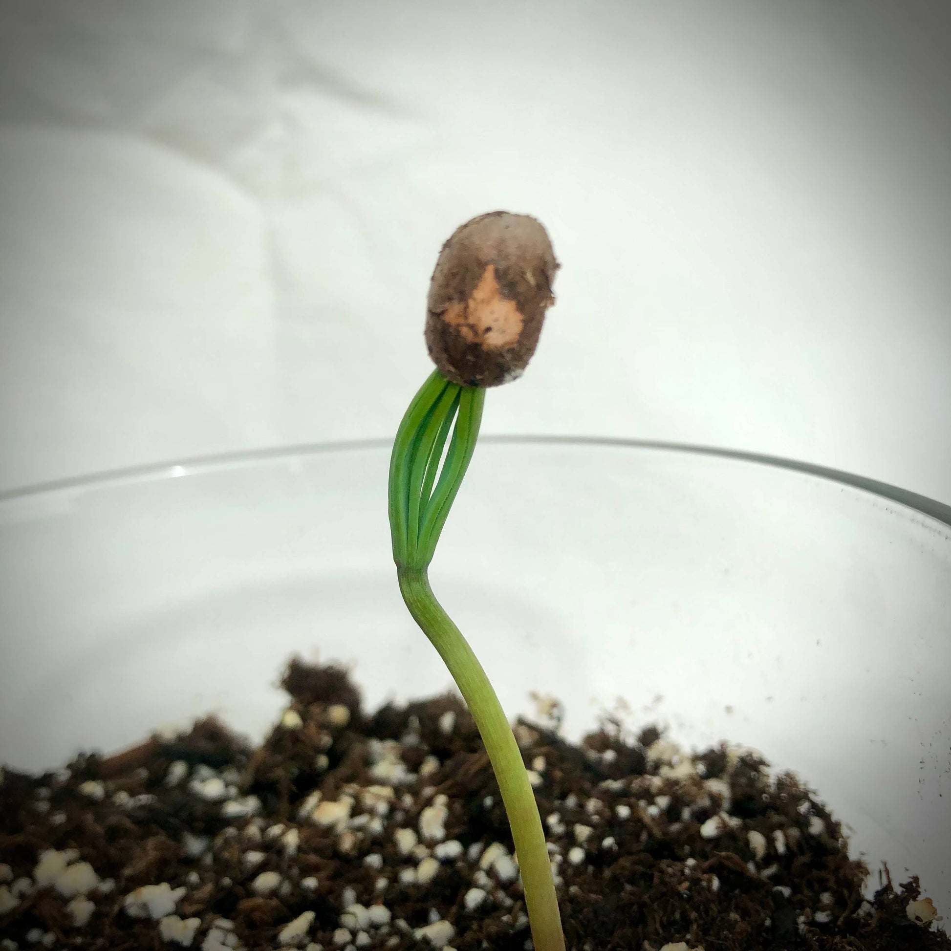 A single green sprout seedling with a small brown seed or bud on top, growing in soil with white perlite particles inside a clear glass container against a white background.