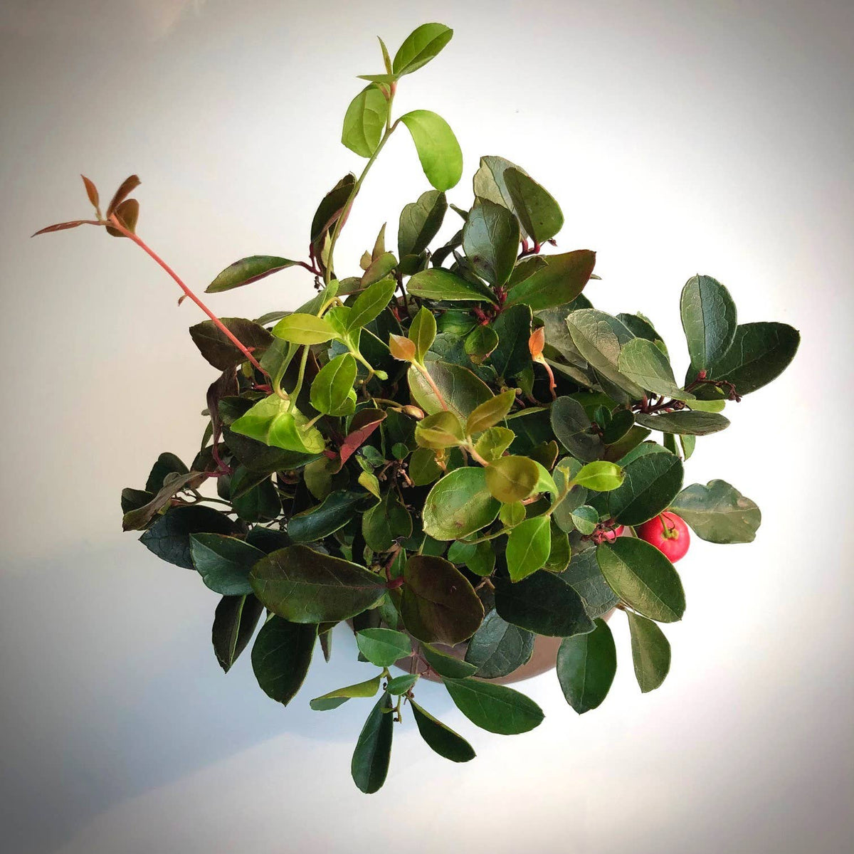 Garden Sprinkle Ornaments | Christmas Wintergreen