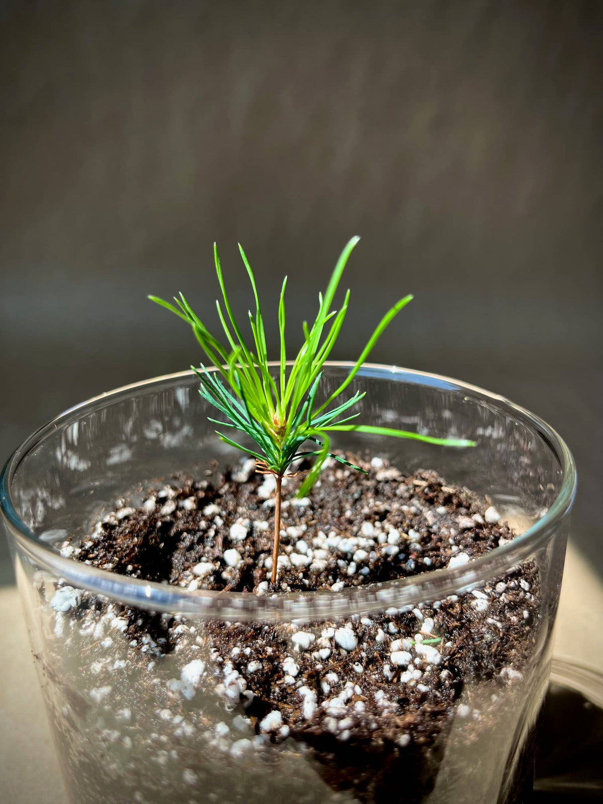 A small green pine sapling growing in dark soil mixed with white perlite inside a clear glass container, photographed close-up against a dark gray background.