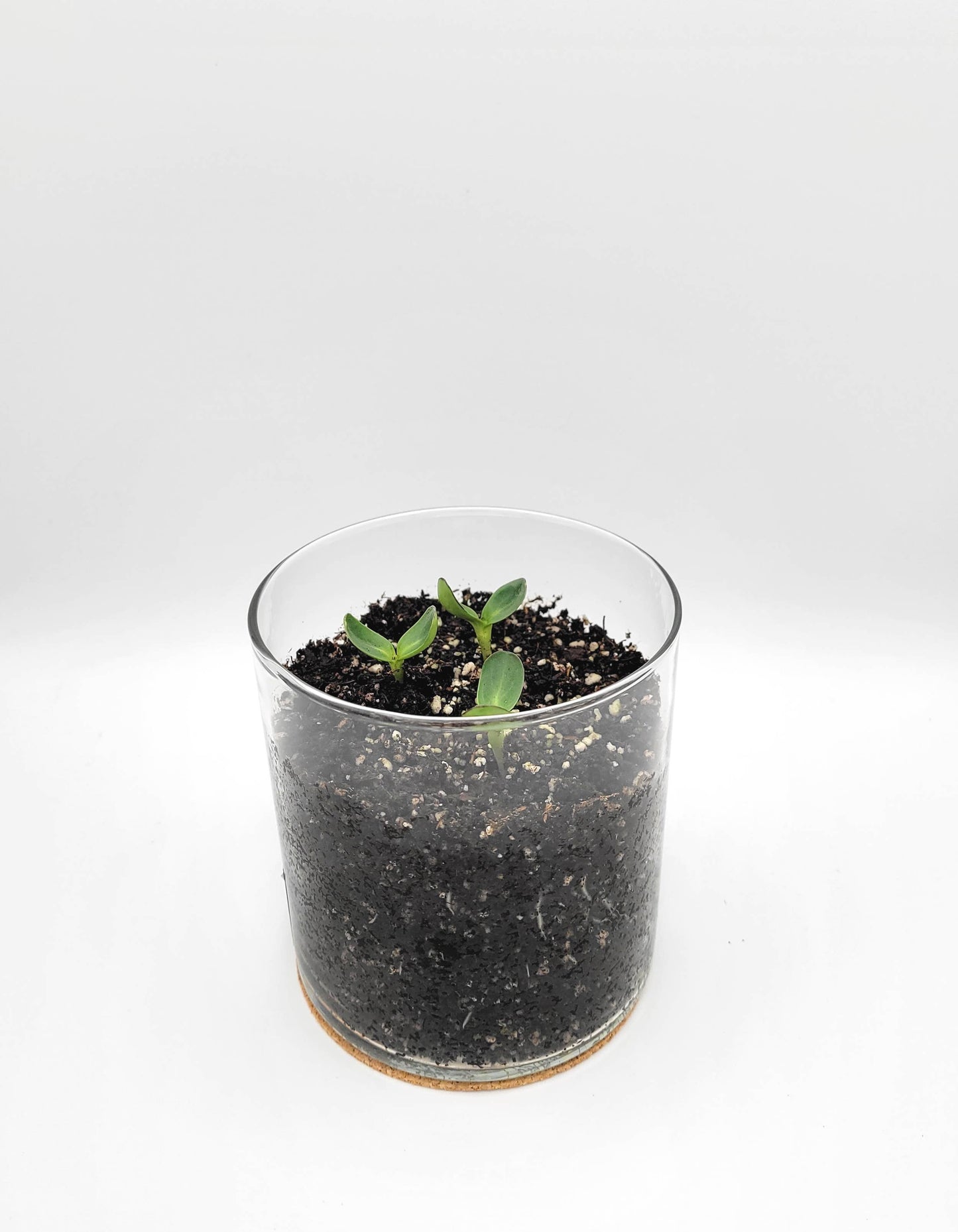 Best Seller | French Dwarf Sunflower Garden Kit