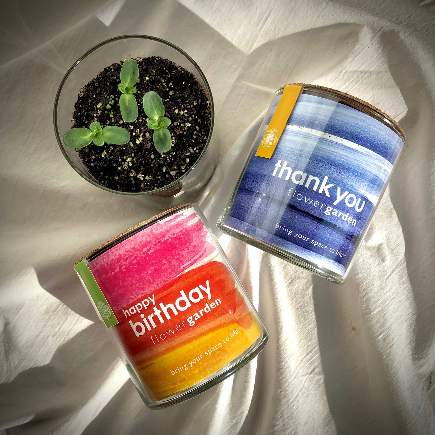 Dwarf Zinnia Garden Kit