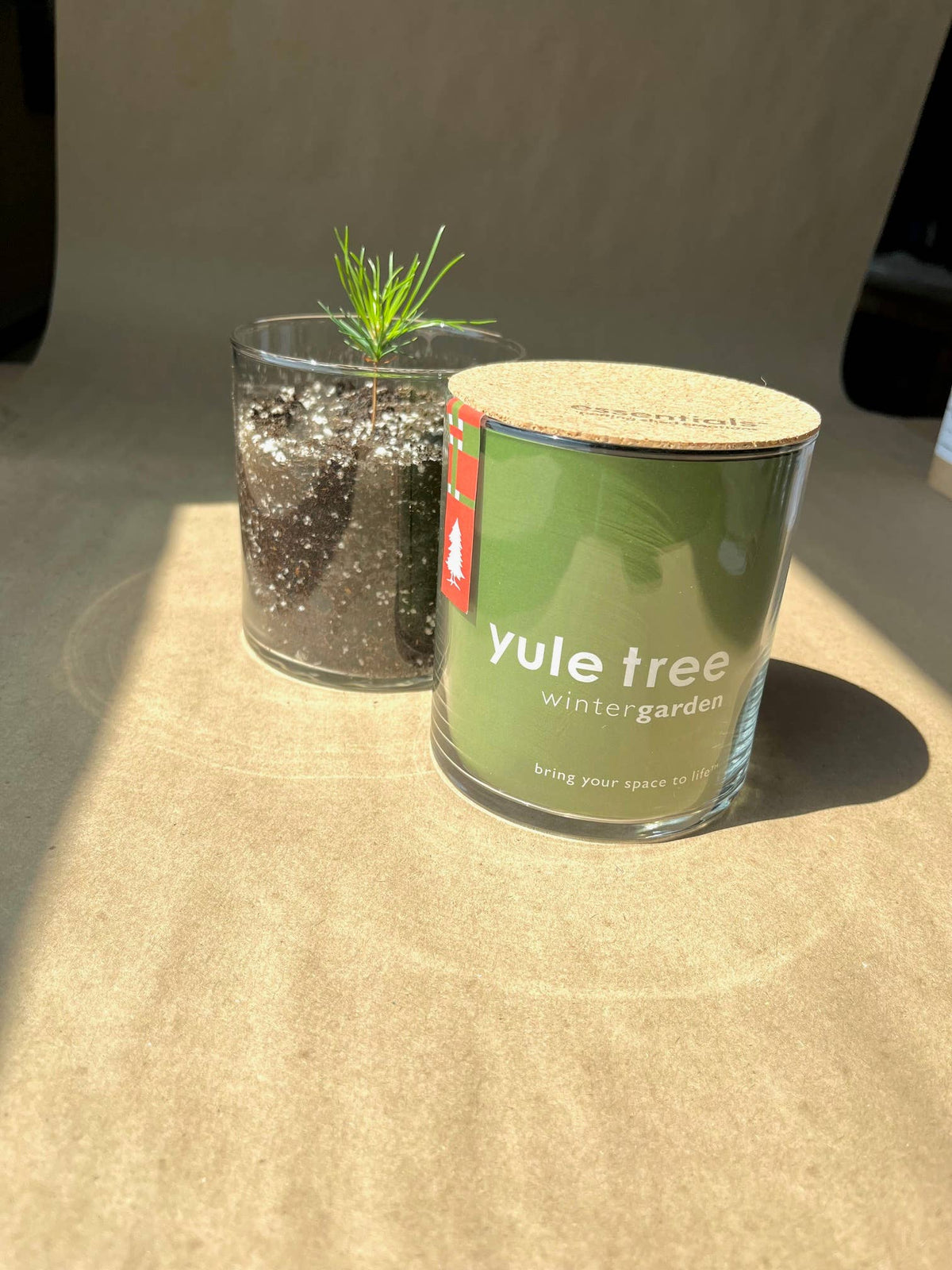 A glass jar candle labeled 'yule tree wintergarden' with a green label and light wood lid, placed next to a small potted plant on a beige surface in warm sunlight.