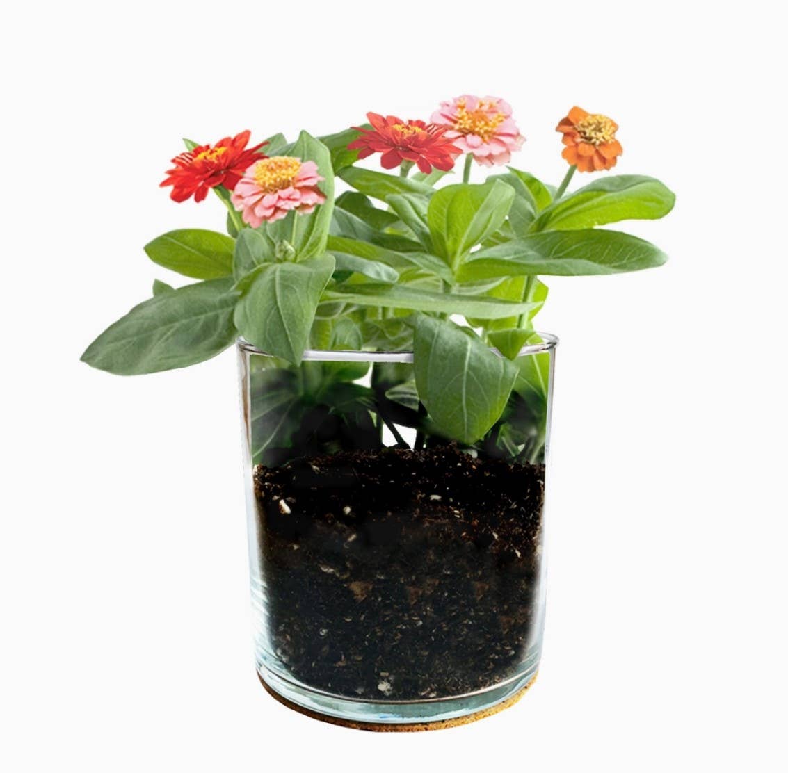 Dwarf Zinnia Garden Kit