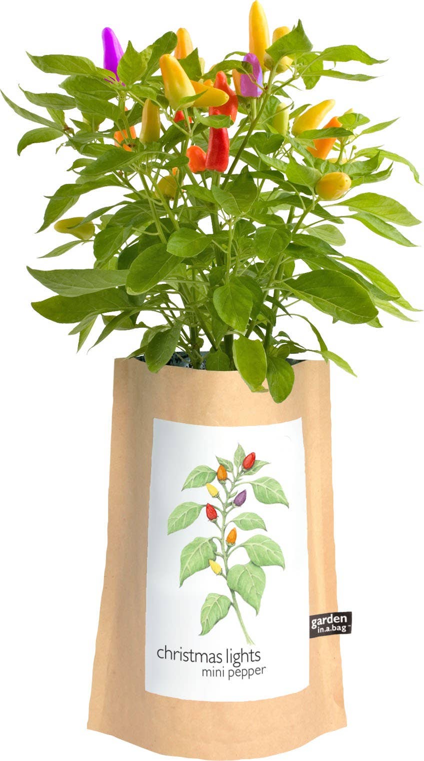 A live potted mini pepper plant with green leaves and colorful peppers (yellow, orange, red, purple) growing inside a brown kraft paper bag planter. The bag features a white label with a pepper illustration and the text 'christmas lights mini pepper' and a small 'garden lighting' brand tag.