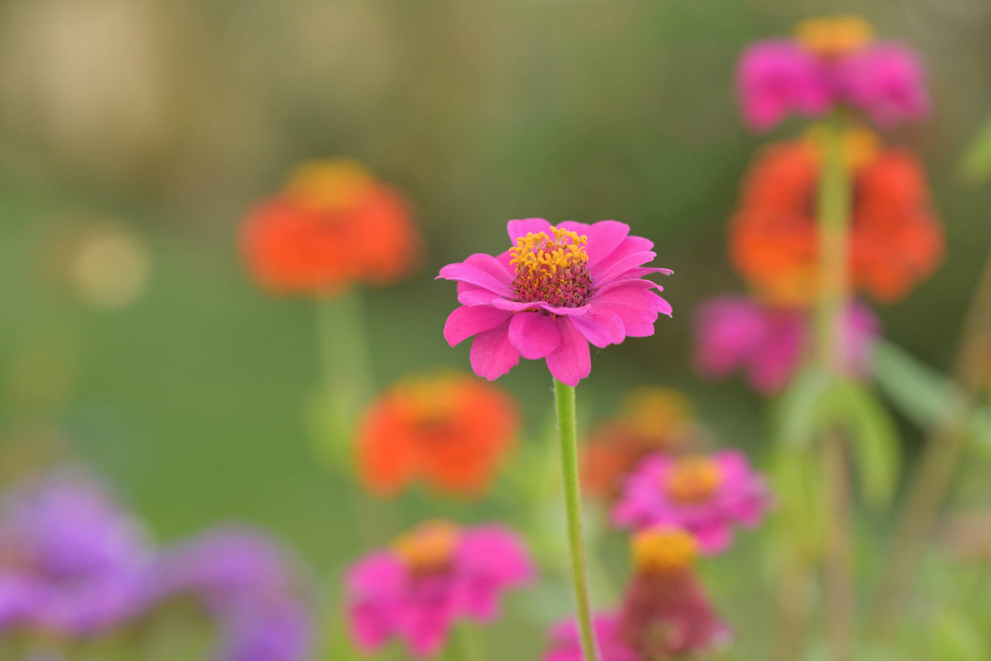 Dwarf Zinnia Garden Kit