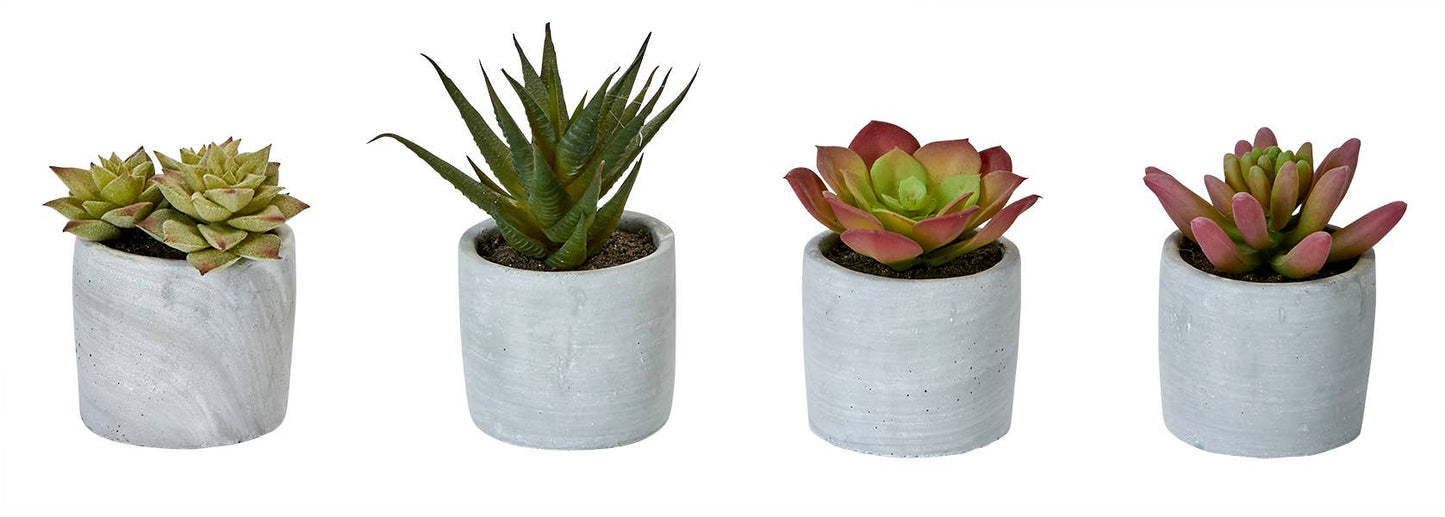 Four potted succulents in white pots on a white background